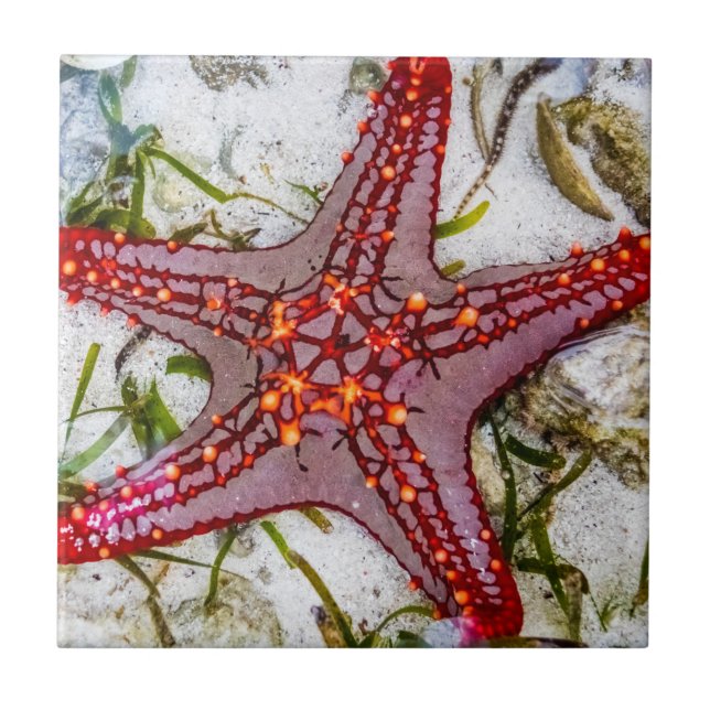 Azulejo Starfish, Zanzíbar, Tanzania (Frente)