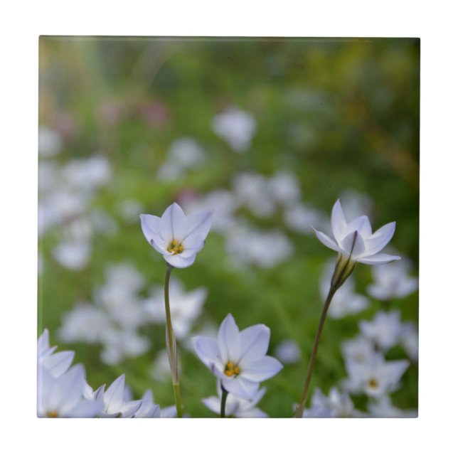Azulejo Starflower (Frente)