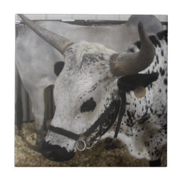 Azulejo Steer