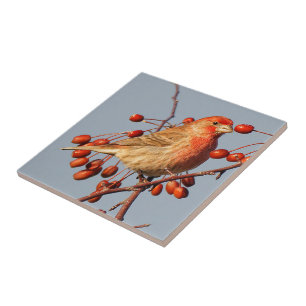 Azulejo Stunning House Finch con Hawthorn Berries