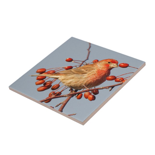 Azulejo Stunning House Finch con Hawthorn Berries (Lado)