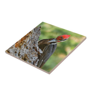 Azulejo Stunning Portrait of Pileated Woodpecker on Tree