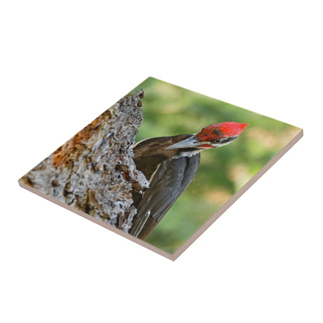 Azulejo Stunning Portrait of Pileated Woodpecker on Tree (Lado)