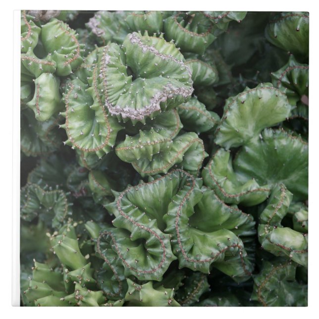 Azulejo Succulent (Frente)