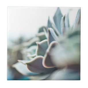 Azulejo Succulent de Echeveria