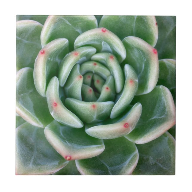 Azulejo Succulent inclinado rojo verde (Frente)