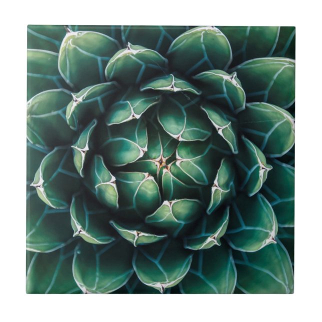 Azulejo Succulent verde y blanco (Frente)