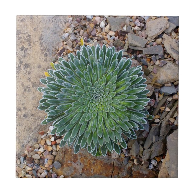 Azulejo Suculenta planta del desierto (Frente)