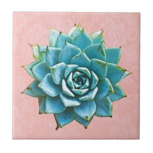Azulejo Suculento Acuarela sobre Encaje Rosa Claro