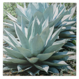 Azulejo Suculento desierto botánico de Agave Plant Blue Ca