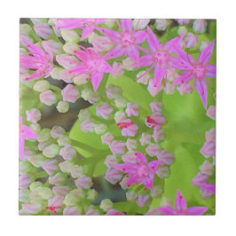 Azulejo Suculento sedum rosa caliente con hojas verdes flo