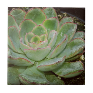 Azulejo Suculentos