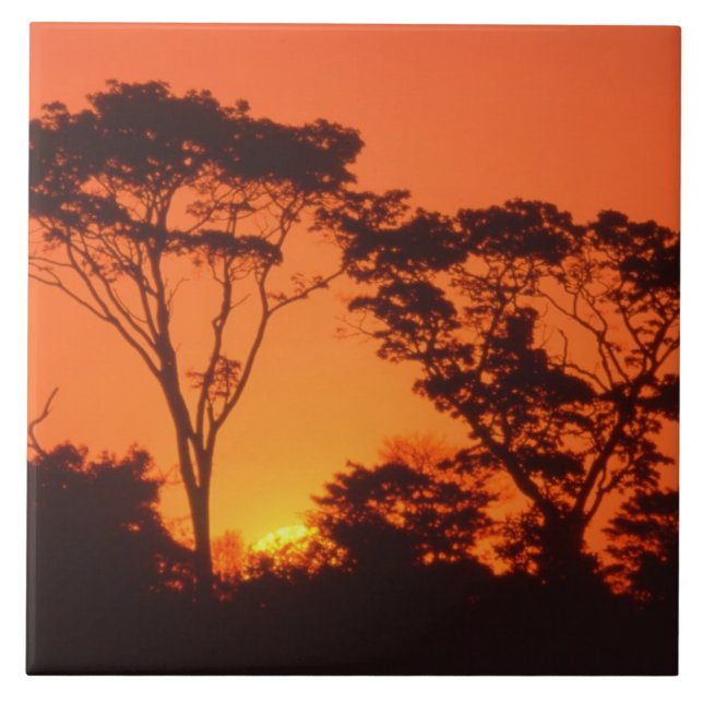 Azulejo Sudáfrica.  Atardecer africano. (Frente)