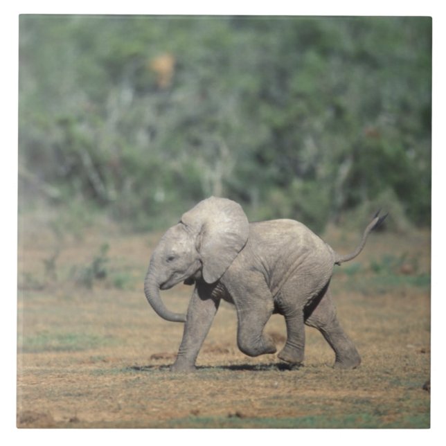 Azulejo Sudáfrica, Parque Nacional Addo Elephant. Bebé (Frente)