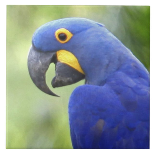 Azulejo Sudamérica, Brasil, Pantanal (Frente)