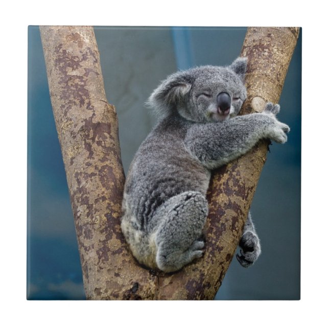 Azulejo Sueños del oso de koala que abrazan un árbol (Frente)