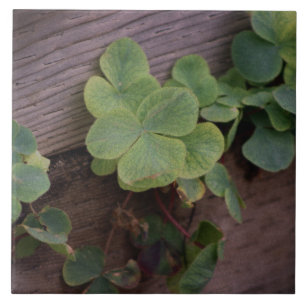 Azulejo ¿Suertudo o determinado? Día de San Patrón Shamroc