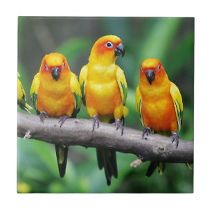 Azulejo Sun Conures