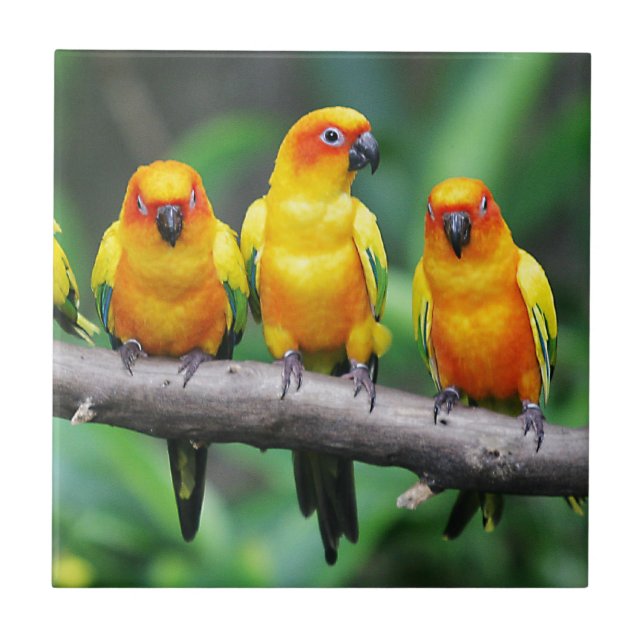 Azulejo Sun Conures (Frente)