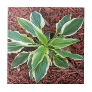 Azulejo Sun Hosta