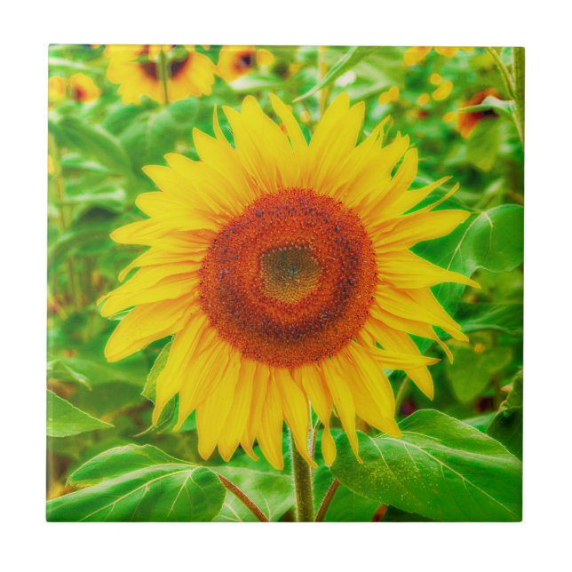 Azulejo Sunflower Country Amarillo Verde Verano Floral (Frente)