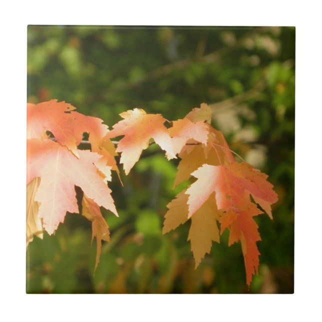 Azulejo Sunny Autumn Leaves Tile Decorativo (Frente)