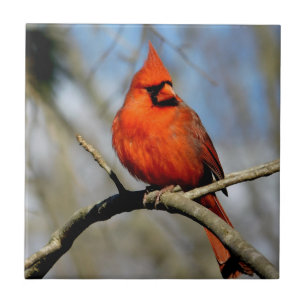 Azulejo Sunny Cardinal Ceramic Tile