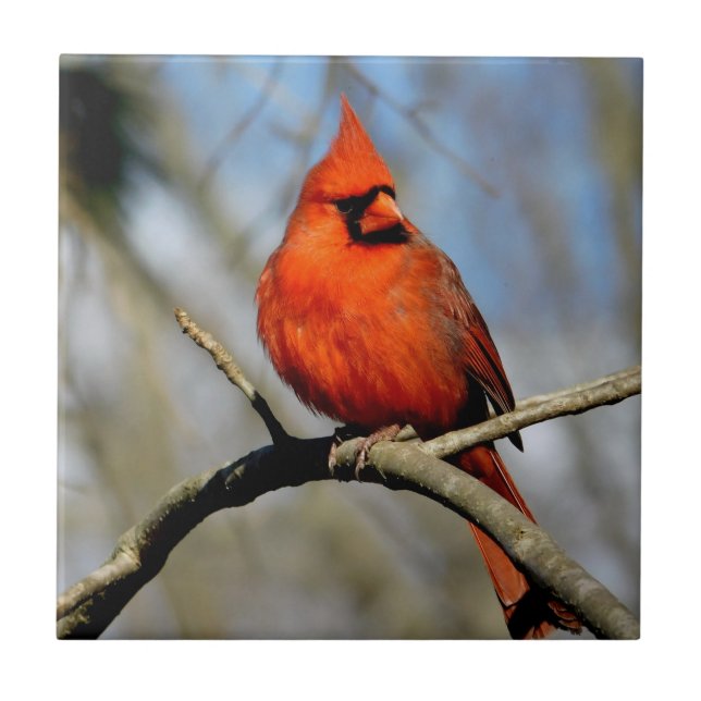 Azulejo Sunny Cardinal Ceramic Tile (Frente)