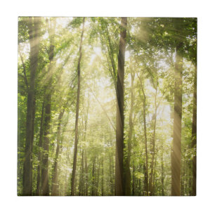 Azulejo Sunrays a través de copas