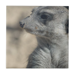 Azulejo Suricata divertida