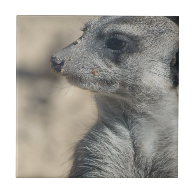 Azulejo Suricata divertida (Frente)