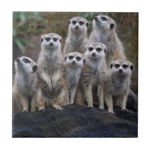 Azulejo Suricata safari de animales África lindo
