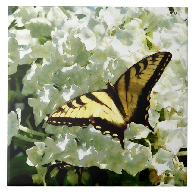Azulejo Swallowtail en el Hydrangea blanco (Frente)
