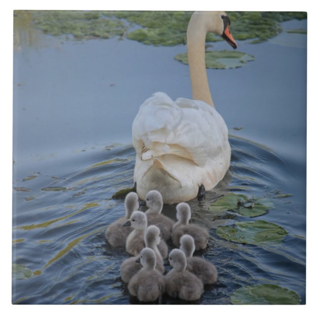 Azulejo Swan (Frente)