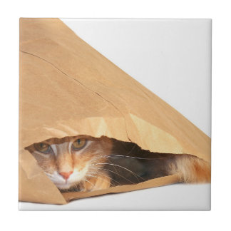 Azulejo Tabby anaranjado en bolso