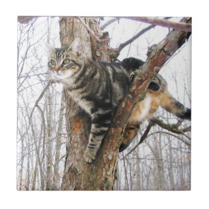 Azulejo Tabbycat Tile