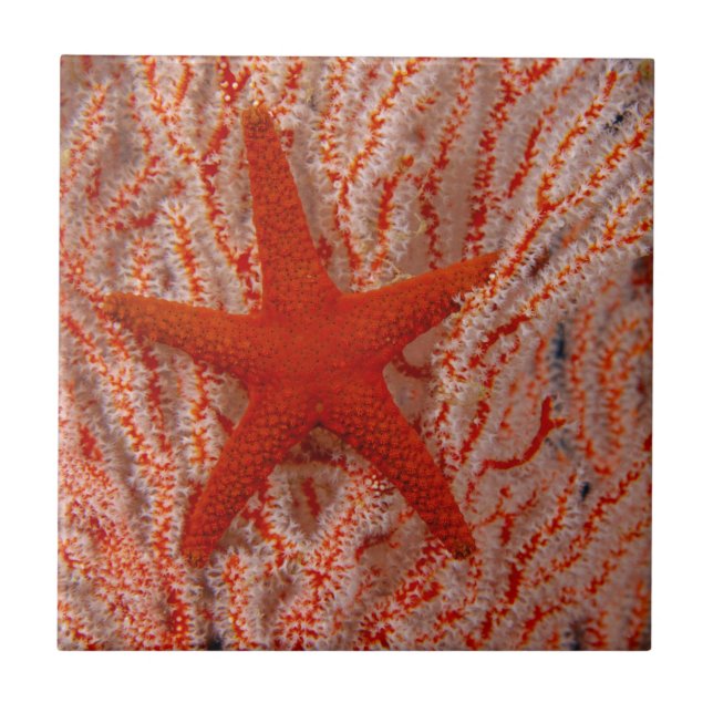 Azulejo Tailandia, Estrella de Mar (Frente)