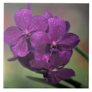 Azulejo Tailandia, norte de Tailandia, cerca de Chang Mai,