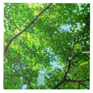 Azulejo Tapa de ramas verdes y empalagosas con cielo azul