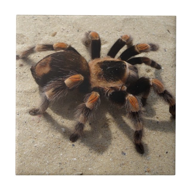 Azulejo Tarantula brachypelma rodilla roja venenosa (Frente)