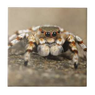 Azulejo Tarantula Jumping Bird Spider accesorios impresion