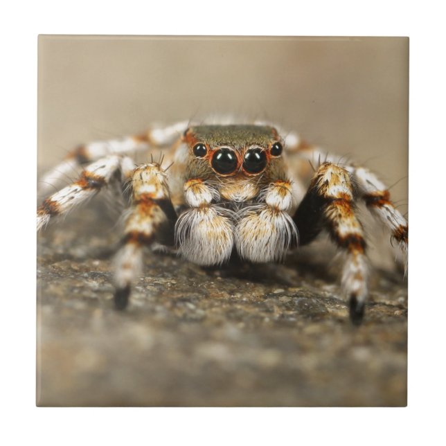 Azulejo Tarantula Jumping Bird Spider accesorios impresion (Frente)