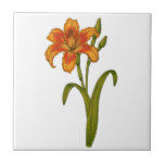Azulejo Tawny daylily<br><div class="desc">Ilustracion botánico dibujado a mano de un tawny daylily</div>