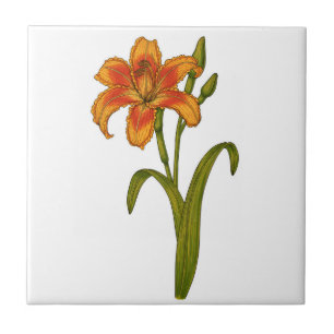 Azulejo Tawny daylily