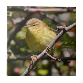 Azulejo Teja/Trivet de la curruca