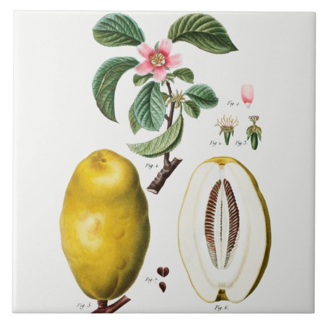 Azulejo Tejido de cerámica botánica vintage (Frente)