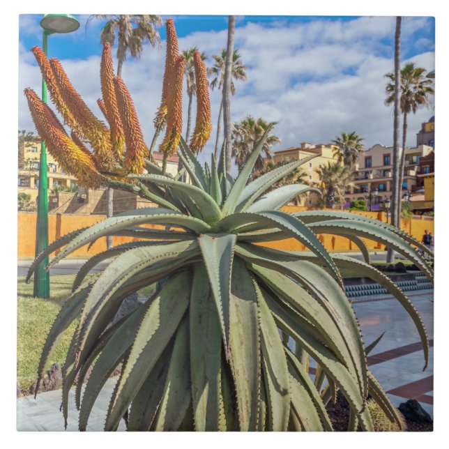 Azulejo Tejido de cerámica de la planta de Aloe Vera (Frente)