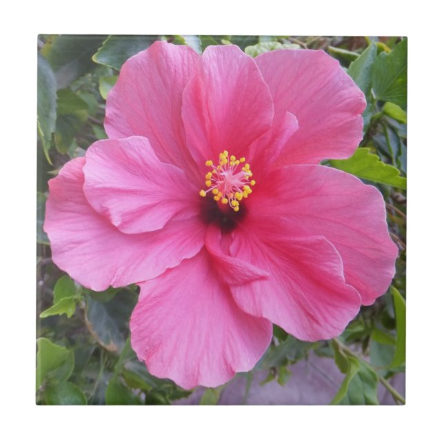 Azulejo Tejido rosa Hibiscus (Frente)