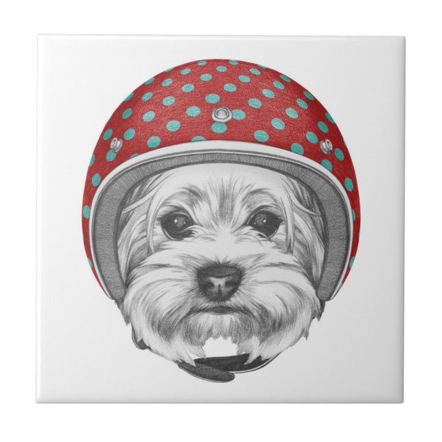 Azulejo Temerario de Yorkshire Terrier (Frente)