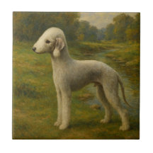 Terrier de Bedlington